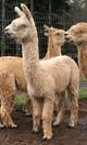alpaca for sale