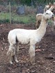 alpaca for sale
