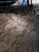 alpaca for sale