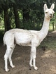 alpaca for sale