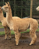 alpaca for sale
