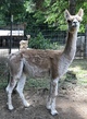 alpaca for sale
