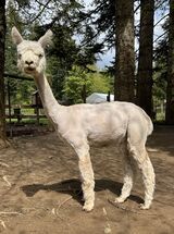 Photo of Mulan of Cascade Alpacas