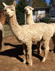 alpaca for sale