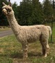 alpaca for sale