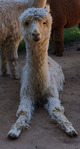 alpaca for sale