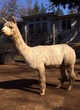 alpaca for sale