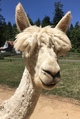 alpaca for sale