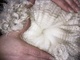 alpaca for sale