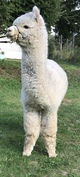 alpaca for sale