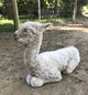 alpaca for sale