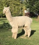 alpaca for sale