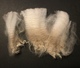 alpaca for sale