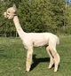 alpaca for sale