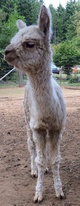 alpaca for sale