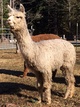 alpaca for sale