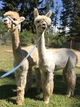 alpaca for sale