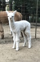 alpaca for sale