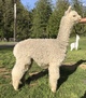 alpaca for sale