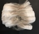 alpaca for sale