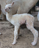 alpaca for sale