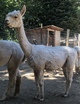 alpaca for sale