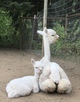 alpaca for sale