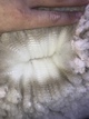 alpaca for sale