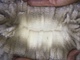 alpaca for sale