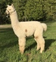 alpaca for sale