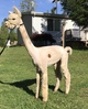 alpaca for sale