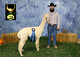 alpaca for sale