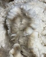 alpaca for sale