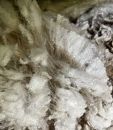 alpaca for sale