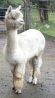 alpaca for sale