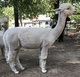 alpaca for sale