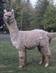 alpaca for sale