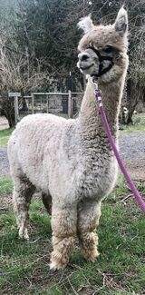 alpaca for sale