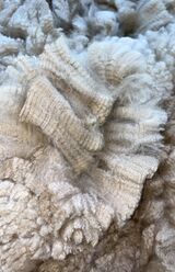 alpaca for sale