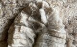 alpaca for sale