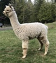 alpaca for sale