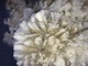 alpaca for sale