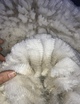 alpaca for sale
