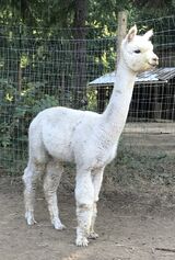 alpaca for sale