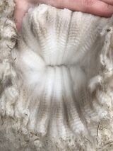 alpaca for sale