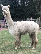 alpaca for sale