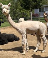 alpaca for sale
