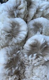 alpaca for sale