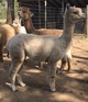 alpaca for sale