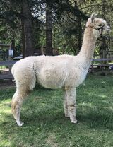 alpaca for sale